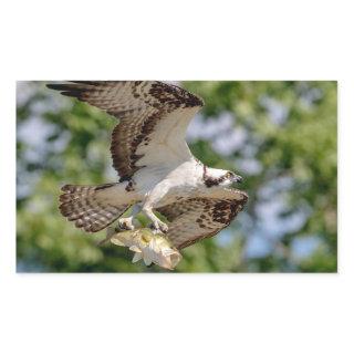 Osprey with a large mouth bass rectangular sticker