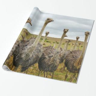 Ostrich Bird