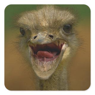 Ostrich's Embrace Square Sticker