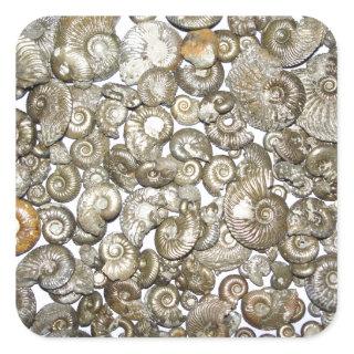 Oxford clay ammonites Photograph Square Sticker