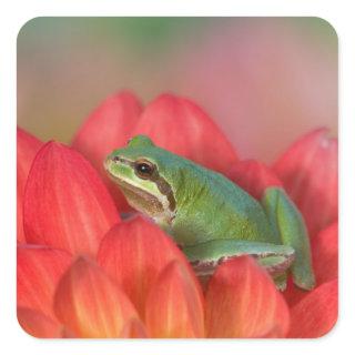 Pacific tree frog on flowers in the garden square sticker