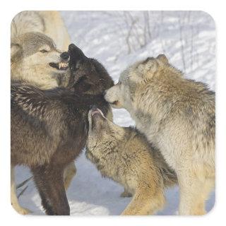 Pack of wolves interacting square sticker