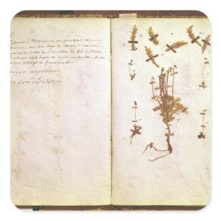 Page 24 from a Herbarium Square Sticker