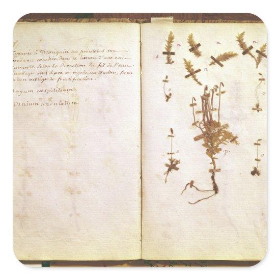 Page 24 from a Herbarium Square Sticker