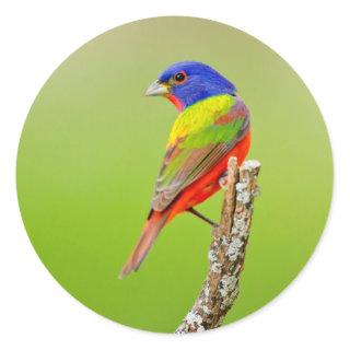 Painted Bunting (Passerina ciris) Male Perched Classic Round Sticker