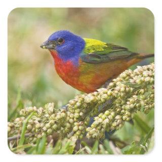 Painted Bunting Square Sticker