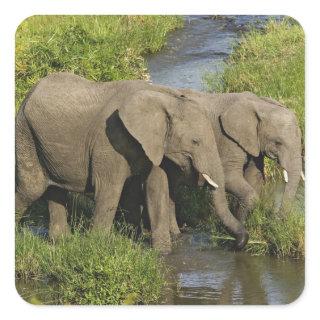 Pair of African Elephants Masai Mara Square Sticker