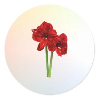 Pair of Red Amaryllis Classic Round Sticker
