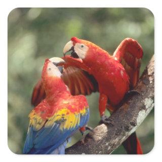 Pair of Scarlet Macaws Square Sticker
