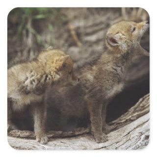 Pair Of Young Coyote Pups Howling Square Sticker
