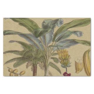 Palm Antique Tropical Fruit Botanical Art Tissue Paper