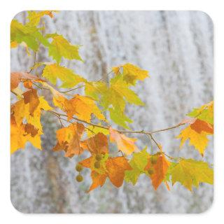 Parque Natural del Monasterio - Fall Leaves Square Sticker