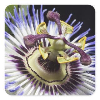 Passionflower close-up (MR) Square Sticker