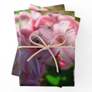 Pastel Pink Hyacinth (Hyacinthus) Flower  Sheets