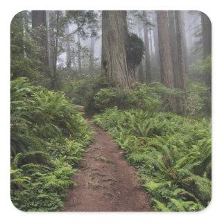 Path through the giant redwood trees shrouded 2 square sticker