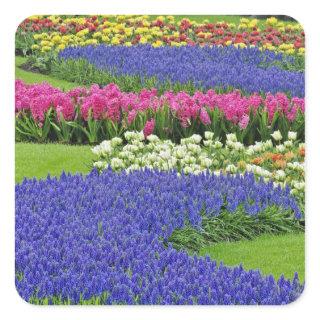 Pattern of Grape Hyacinth, tulips, and 3 Square Sticker