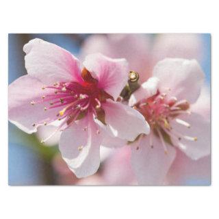 peach blossom in spring  tissue paper