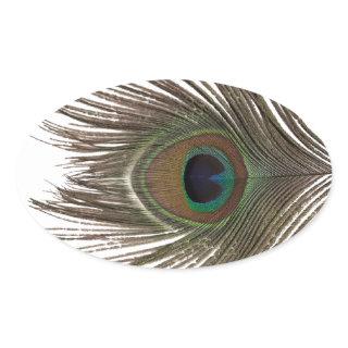 Peacock feather oval oval sticker