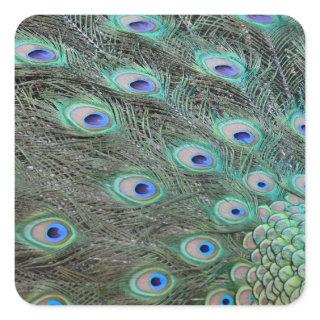 Peacock tail feathers square sticker