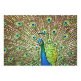 Peacock  Sheets