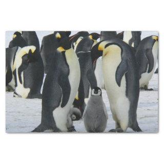 penguin family tissue paper
