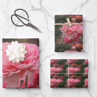 Peony Pink Ranunculus Closeup  Sheets