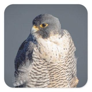 Peregrine Falcon along the Hudson River Square Sticker