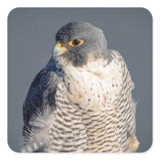 Peregrine Falcon along the Hudson River Square Sticker