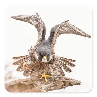 Peregrine Falcon Square Sticker