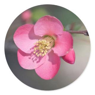 Perfect Pink Flowering Quince Classic Round Sticker