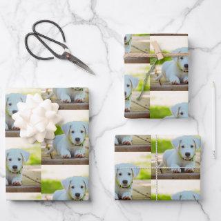 Personalized custom pet photo  sheets