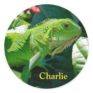 Personalized Green Iguana Lizard Classic Round Sticker