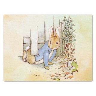 Peter Rabbit  Tissue Paper