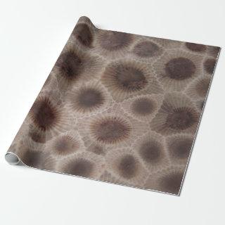 Petoskey Stone michigan state stone fossil