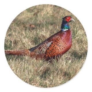 Pheasant Photo Classic Round Sticker