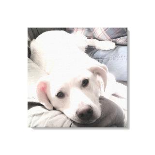 Photo of Cute Tired dog With Dad on Couch Square Canvas Print