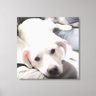 Photo of Cute Tired dog With Dad on Couch Square Canvas Print
