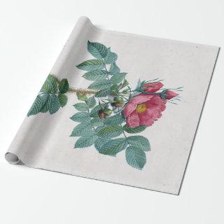 Pierre-Joseph Redouté Kamtschatka Rose