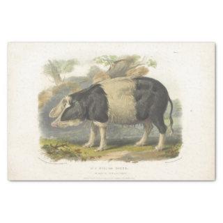 Pig Black White Ephemera Decoupage Vintage Farm Tissue Paper