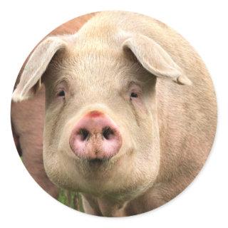 pig classic round sticker