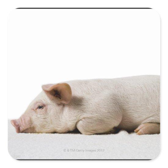 Piglet Lying Down Profile Square Sticker
