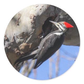 Pileated Woodpecker Classic Round Sticker