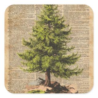 Pine,Cedar Tree,Christmas Tree Dictionary Art, Square Sticker