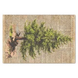 Pine,Cedar Tree,Christmas Tree Dictionary Art, Tissue Paper