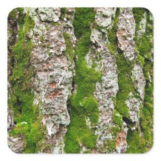 Pine Tree Bark With Moss Square Sticker