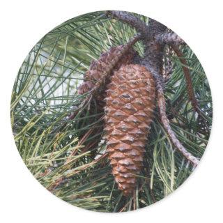 Pinecone on the pine tree classic round sticker