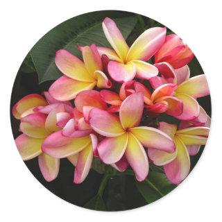 Pink and Yellow Tropical Plumeria Flowers Classic Round Sticker