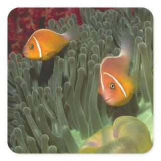 Pink Anemonefish in Magnificant Sea Anemone Square Sticker