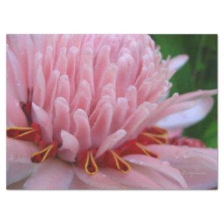 Pink Ginger Tissue Paper