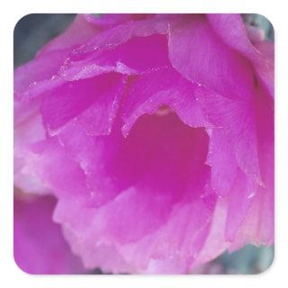 Pink Hedgehog Cactus blossom (Echinocereus Square Sticker